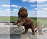 Small #5 Goldendoodle (Miniature)