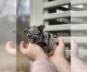 French Bulldog Puppy for Sale in ARLINGTON HEIGHTS, Illinois USA