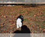 Small Photo #16 Old English Sheepdog Puppy For Sale in MARIONVILLE, MO, USA