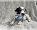 Small Photo #14 Australian Cattle Dog Puppy For Sale in LAKELAND, FL, USA