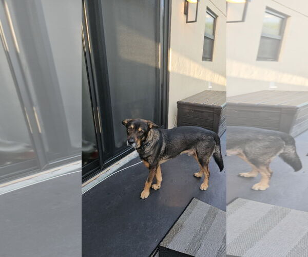 Medium Photo #2 German Shepherd Dog-Unknown Mix Puppy For Sale in Miami, FL, USA