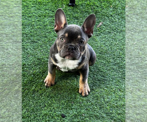 French Bulldog Puppy for sale in GROVETOWN, GA, USA
