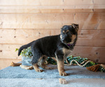 Small #1 German Shepherd Dog