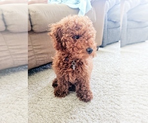 Poodle (Toy) Puppy for sale in ZEELAND, MI, USA