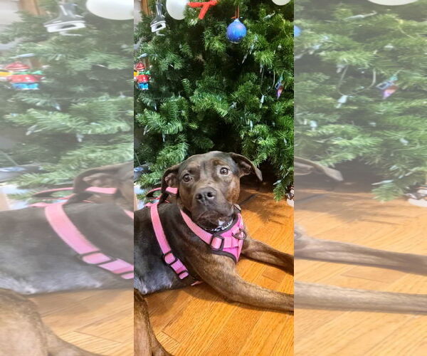 Medium Photo #6 English Bullweiler Puppy For Sale in Oro Medonte, Ontario, Canada