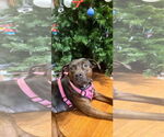 Small #5 English Bullweiler