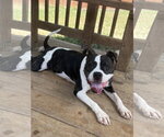 Small #2 American Pit Bull Terrier Mix