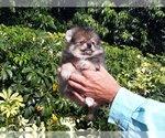 Small Photo #7 Pomeranian Puppy For Sale in WEST PALM BEACH, FL, USA