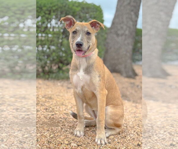 Medium Photo #11 Mutt Puppy For Sale in PIPE CREEK, TX, USA