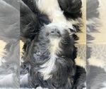 Small Photo #8 Bernedoodle Puppy For Sale in CANTON, MI, USA