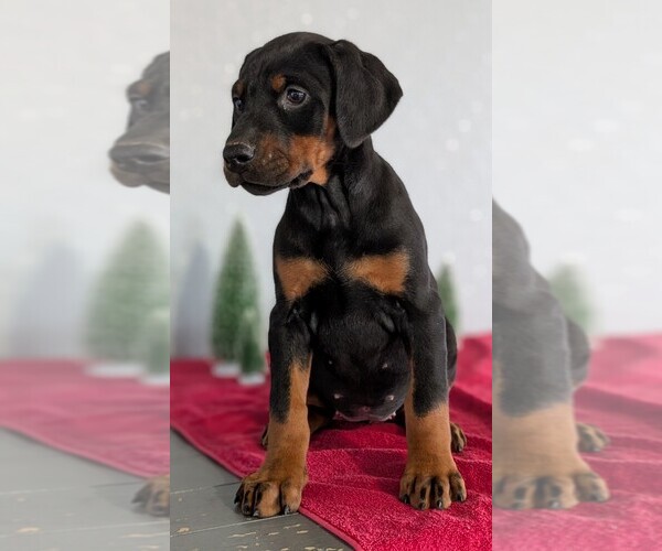 Medium Photo #58 Doberman Pinscher Puppy For Sale in GOSHEN, IN, USA