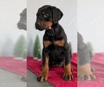 Small Photo #58 Doberman Pinscher Puppy For Sale in GOSHEN, IN, USA