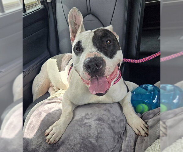 Medium Photo #8 Bull Terrier-Unknown Mix Puppy For Sale in Sacramento, CA, USA