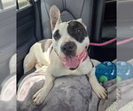 Small #7 Bull Terrier Mix