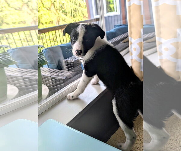 Medium Photo #3 Collie-Unknown Mix Puppy For Sale in Bellevue, WA, USA
