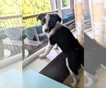 Small #2 Collie Mix