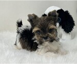 Small #4 Yorkshire Terrier