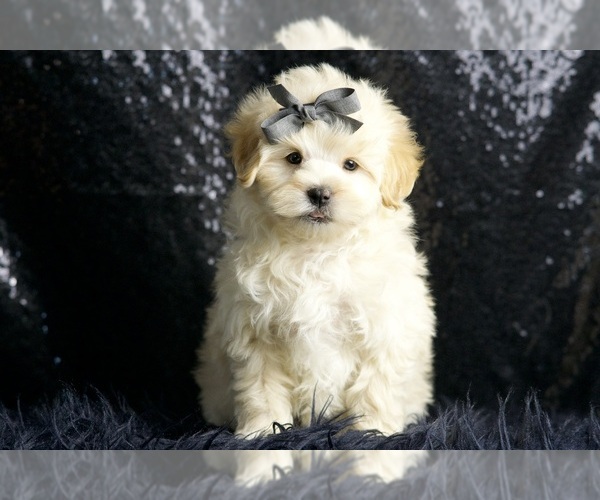 Medium Photo #20 Maltipoo (Miniature) Puppy For Sale in WARSAW, IN, USA