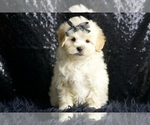Puppy 4 Maltipoo (Miniature)