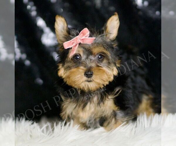 Medium Photo #3 Yorkshire Terrier Puppy For Sale in WARSAW, IN, USA