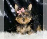 Small #2 Yorkshire Terrier