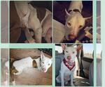 Small #2 American Staffordshire Terrier