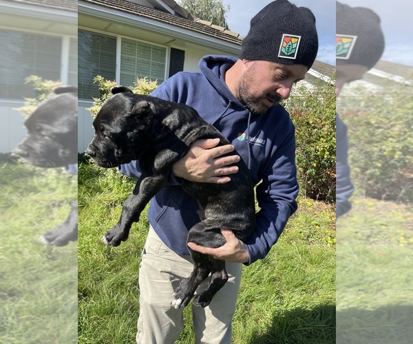 Medium Photo #4 Cane Corso Puppy For Sale in KEIZER, OR, USA