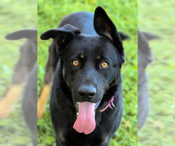 Medium Photo #3 Gerberian Shepsky Puppy For Sale in Sacramento, CA, USA