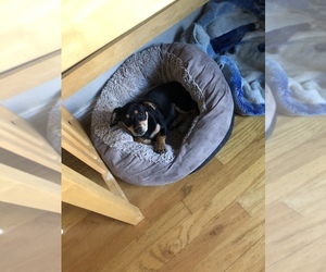 Dachshund Dog for Adoption in SAN JOSE, California USA