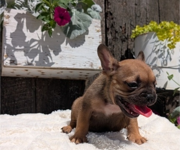 Medium Photo #2 French Bulldog Puppy For Sale in GOSHEN, IN, USA