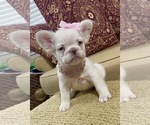 Cotton Ball - Female French Bulldog Puppy for Sale - Photo #2