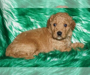Miniature Labradoodle Puppy for sale in LA HABRA, CA, USA