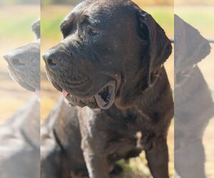 Mutt Dogs for adoption in Goodyear, AZ, USA