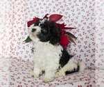 Small Photo #4 Havashu-Poodle (Miniature) Mix Puppy For Sale in QUARRYVILLE, PA, USA