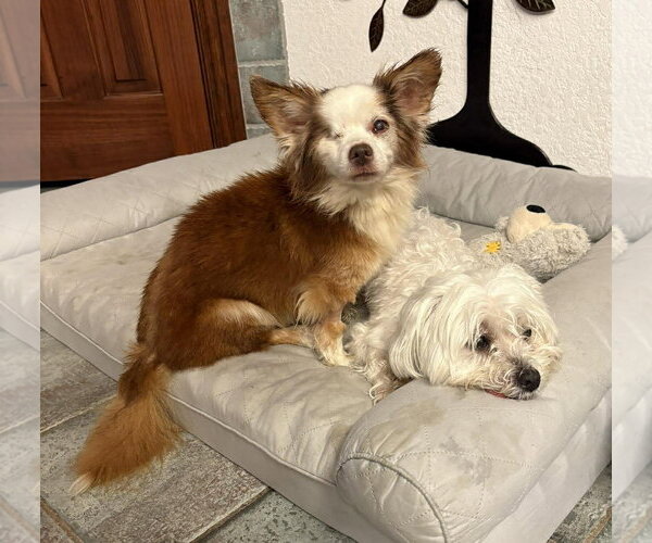 Medium Photo #3 Chihuahua-Unknown Mix Puppy For Sale in Boonton, NJ, USA