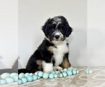 Small #5 Miniature Bernedoodle-Poodle (Miniature) Mix