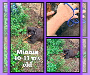 Rottweiler Dogs for adoption in Hillsboro, NH, USA