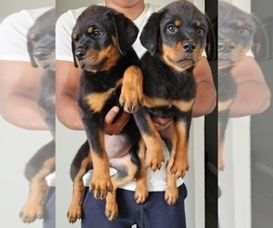 Rottweiler Puppy for Sale in DEL ROSA, California USA