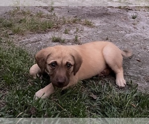 Chesapeake Bay Retriever Puppy for sale in SUMMERVILLE, SC, USA