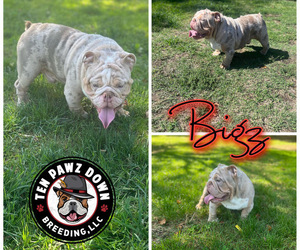 English Bulldog Puppy for sale in LOS ANGELES, CA, USA
