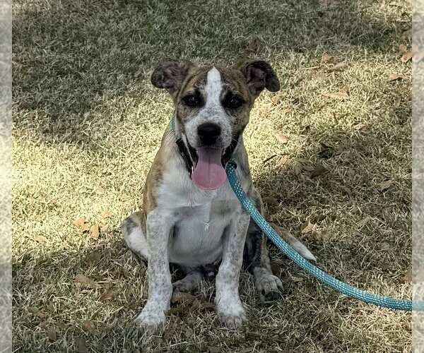 Medium Photo #2 Catahoula Leopard Dog-Unknown Mix Puppy For Sale in Rockaway, NJ, USA