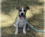 Small #1 Catahoula Leopard Dog Mix