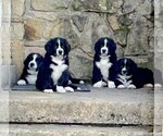 Litter of 7 - Male(s) and Female(s) BorderneseLitter of Puppies for Sale - Small photo