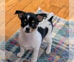 Puppy Spice Chihuahua