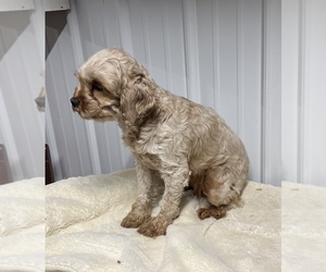 Mother of the Cavapoo puppies born on 11/30/2022