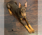Small Photo #13 Doberman Pinscher Puppy For Sale in MOUNT OLIVE, NC, USA