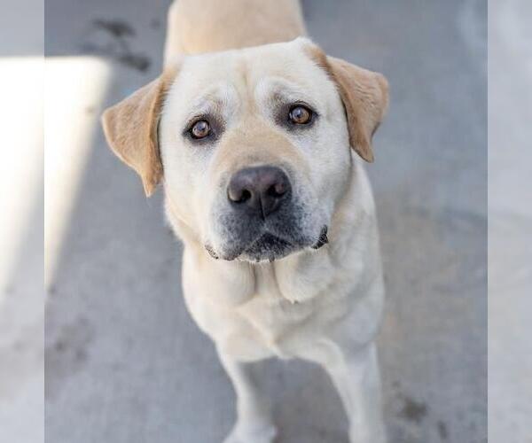 Medium Photo #6 Labrador Retriever Puppy For Sale in San Diego, CA, USA