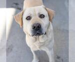 Small #5 Labrador Retriever
