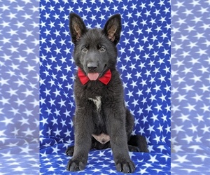 German Shepherd Dog Puppy for sale in OXFORD, PA, USA