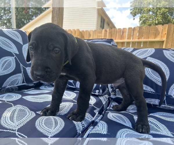 Medium Photo #3 Great Dane Puppy For Sale in WILLIS, TX, USA